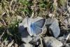 Polyommatus coridon